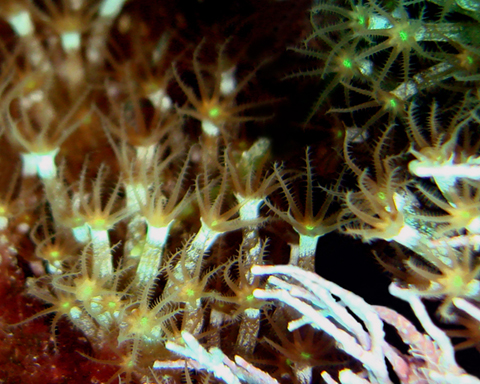 Alcionario verde di Edwards Maasella edwardsii